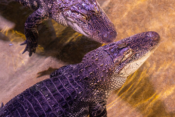 A detailed image of two alligators underwater, highlighting their scales and textures and their...