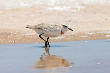 Near Threatened Chestnut-banded Plover  (Charadrius pallidus) Velddrif, Kliphoek Salt Pans, West Coast, South Africa,