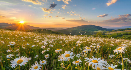 Beautiful Spring Landscape with Blooming Daisies and Sunset