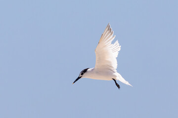 Sandwich Tern (Thalasseus sandvicensis) in flight