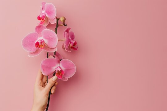 A human hand holding a monopodial orchid against a solid color backdrop with copy space