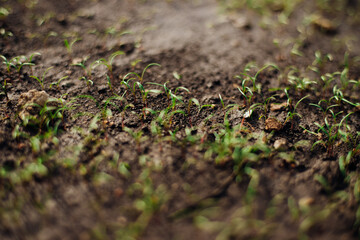 Small green shoots growing in good soil. The concept of agriculture, organic gardening, planting or ecology. Young shoots, growing seedlings.