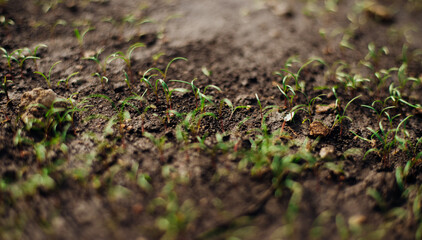 Small green shoots growing in good soil. The concept of agriculture, organic gardening, planting or ecology. Young shoots, growing seedlings.
