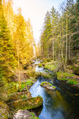 Obraz premium The Kamenice River meanders through a verdant gorge bathed in sunlight in Bohemian Switzerland National Park. Czechia