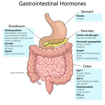 gastrointestinal hormones, including their origins in the stomach, duodenum, pancreas, and colon, and their specific functions schematic vector illustration. Medical science educational illustration