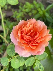 Pink rose close-up against the background of green foliage lit by natural sunlight. Beautiful flowering plants in the summer garden.