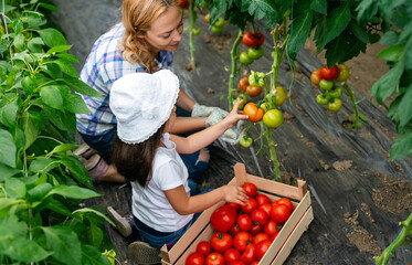 Happy single mother picking fresh vegetable with her daughter. Self-sufficient family fresh produce.