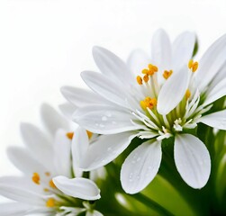 white flowers on a green background, plant, flowers, summer, blossom, flora, macro, anemone, garden, bloom, petal, daisy, beauty