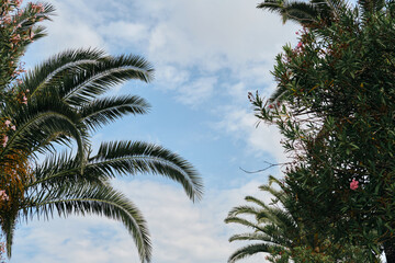 Pink oleander flowers and palm trees on Adriatic coast in city Bar, Montenegro. View from below of...