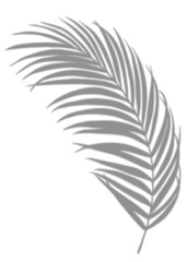 Shadow Palm Leaves silhouette ,Blurry Tropical Coconut Leaf Overlay, Element object for Spring Summer, Mock up Product Presentation..
