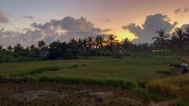 Sunset over rice fields Ubud, Bali, Indonesia