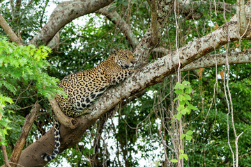 Jaguar (Panthera onca) resting in a tree in the Northern Pantanal in Mata Grosso in Brazil © henk bogaard