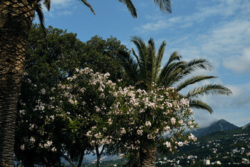 Pink oleander flowers and palm trees on Adriatic coast in city Bar, Montenegro. Beautiful but...