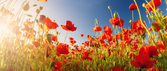 View on the field with blooming poppy flowers.