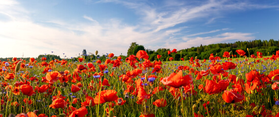 View on the field with blooming poppy flowers and cornflowers.