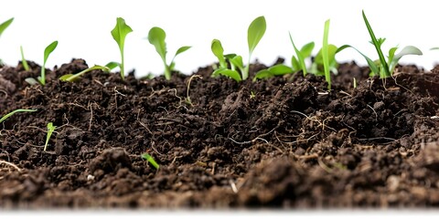 Fototapeta premium White background with isolated soil pile. Concept Photography, Studio Setup, Minimalist Aesthetic