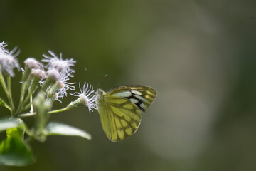Cepora nerissa, the common gull, is a small to medium-sized butterfly of the family Pieridae, that is, the yellows and whites, which is native to Sri Lanka
