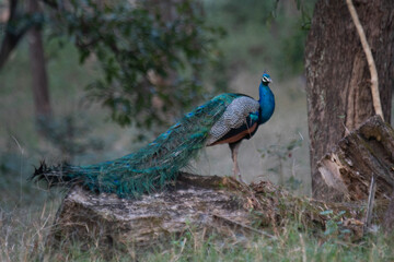 Obraz premium indian peafowl- peacock