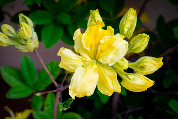 selective focus of yellow Rhododendron flowers (rhododendron luteum) with blurred background