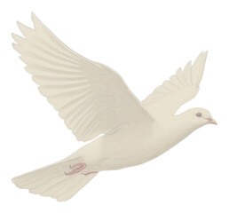 Fototapeta premium PNG White dove animal bird wildlife.