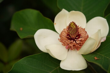 オオヤマレンゲ