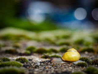 close up of a snail on the ground