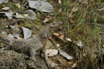 Monitor lizards are lizards in the genus Varanus, the only extant genus in the family Varanidae. They are native to Africa, Asia, and Oceania.
