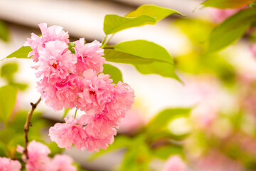 Sakura. Cherry blossom, branches with flowers sway in the wind. Pink flowers of the sakura tree. Spring landscape with flowering trees. Beautiful nature on a sunny day.