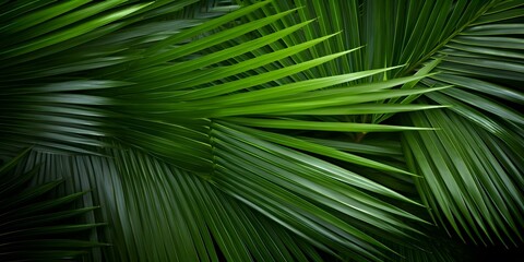 Palm Leaves in Aerial Shot Against Soft Green Background with Copy Space. Concept Nature Photography, Aerial View, Palm Leaves, Green Background, Copy Space