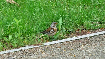 fieldfare on a grass