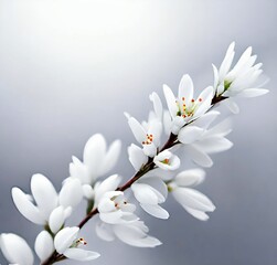 white cherry blossom, nature, tree, bloom, white, branch, plant, cherry, flowers, blooming, macro, garden, beauty, closeup, bud