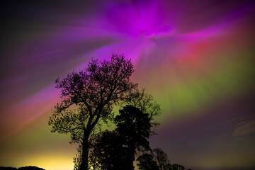 Beautiful display of Aurora Borealis with silhouette of trees, County Durham, England, UK.
