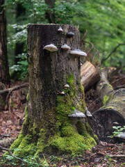 Nach Regenwetter im Forst, Waldstimmung Baumpilze am Baumstumpf