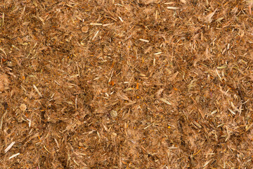 Overhead view of dried arnica flowers (Arnica montana)