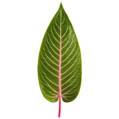 Obraz premium Aglaonema leaf elongated oval leaf with green and pink variegation and prominent veins Aglaonema Siam