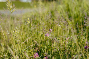 Hautes herbes, fleurs sauvages, fleurs des champs, champêtre, rural