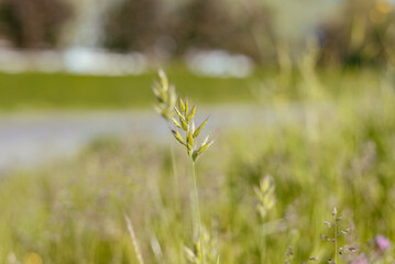 Hautes herbes, fleurs sauvages, fleurs des champs, champêtre, épillet, rural