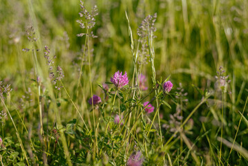 Hautes herbes, fleurs sauvages, fleurs des champs, champêtre, champs