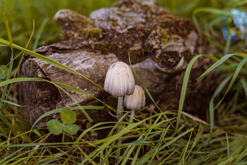 Tronc d'arbre, arbre, champignon sauvage, champignon de forêt, buche, bois, forêt