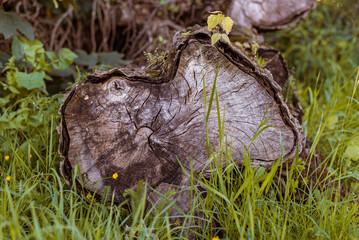 Tronc d'arbre, arbre, buche, bois, forêt