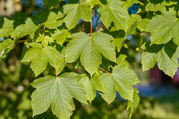 Arbre, branchages, feuilles d'arbre, ensoleillé, soleil, paysage ensoleillé