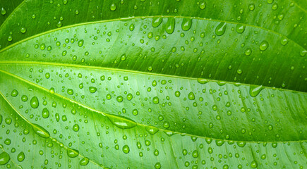 Close-up background of raindrops on green leaves. nature concept	