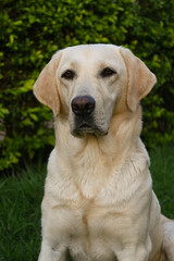 golden retriever puppy, white, beige Labrador retriever adult dog face, close up