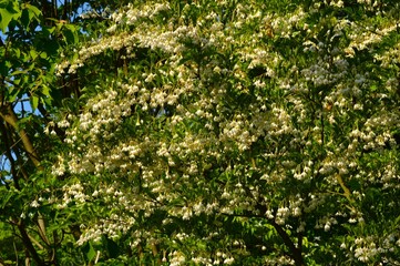 エゴノキ（えごの木）チシャノキ