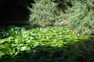 Plantas acuaticas sobre el lago