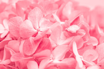 Obraz premium Pink flowers close up. Bouquet of red flowers. City flower beds, a beautiful and well-groomed garden with flowering bushes.