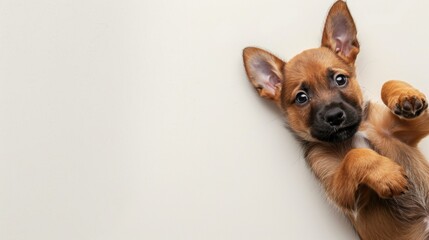 Obraz premium Top view of cute dog lying on plain background.