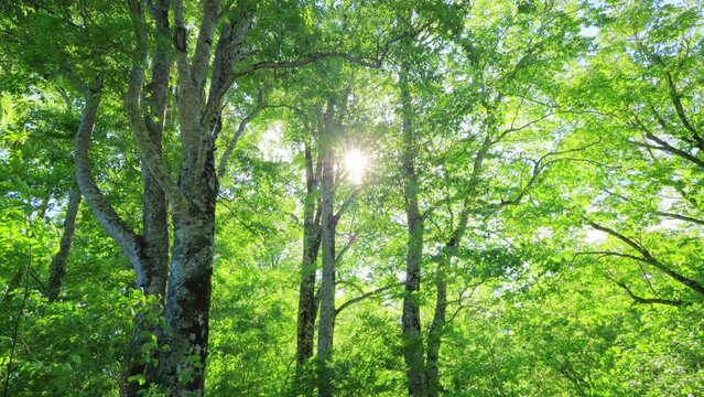 sunlight in the forest
