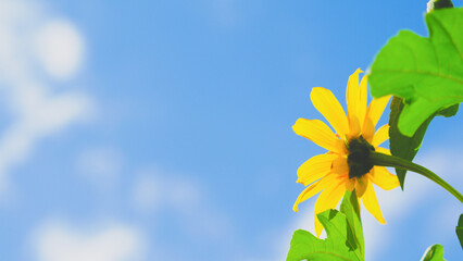 Bright Yellow Sunflower Against a Clear Blue Sky with Green Leaves - Perfect for Nature, Gardening,...