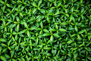 Lush Green Foliage Background - Dense Green Leaves Texture - Natural Plant Pattern for Eco-Friendly Designs, Nature-Themed Projects, and Botanical Inspirations